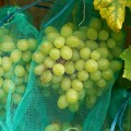 ripe-bunches-grapes-naturally-ripened-nets-that-protect-bunches-from-insects-birds-using-organic-growing-method.jpg