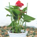 61tHaOZpVKL._AC_SL1007_.jpg