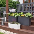 BEGONIA rattan WERBENA rattan_2.jpg