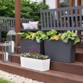 BEGONIA rattan WERBENA rattan_2.jpg