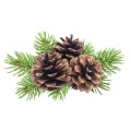 branch-tree-with-pine-cones-isolated-white.jpg