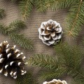 top-view-fir-tree-branches-cones.jpg