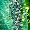 protective-mesh-from-birds-large-insects-grapes-copy-space.jpg