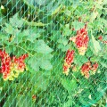 close-up-red-flowers.jpg