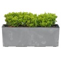 Begonia_Werbena_jasny beton y kopia 2.jpg