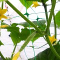 Siatka plantnet_WR2-573.jpg
