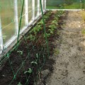 Siatka plantnet_WR2-574.jpg