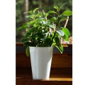 product_3968_image_34327.jpg