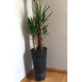 Doniczka Tubus slim Effect - antracytowy DTUS150E-S433 Prosperplast (5).jpg