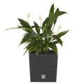 Doniczka Rato low - Umbra DRTS170L-440U Prosperplast (7).jpg