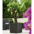 Doniczka Rato low - Umbra DRTS170L-440U Prosperplast (3).jpg