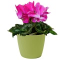 MAGNOLIA jumper oliwkay nr 05-1.jpg